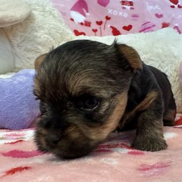 Yorkshire Terrier Puppies from Galaxy Kennel