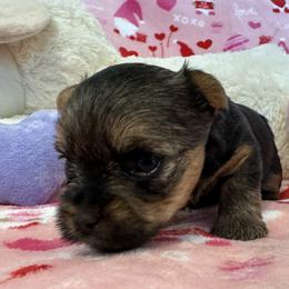 Yorkshire Terrier Puppies from Galaxy Kennel