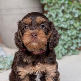 3rd pick - Black and white female Cockapoo puppy in Newmanstown, Pennsylvania from Greta's Cockapoos