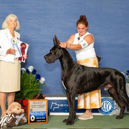 Great Danes from Magic Kingdoms Great Danes