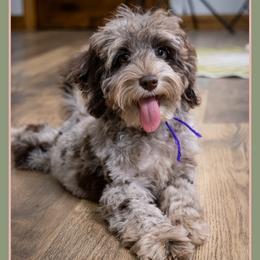 Evelyn - Merle female Cockapoo puppy in Connersville, Indiana from Deaz Doodle Ranch
