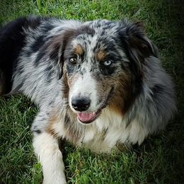 Karter - Australian Shepherd