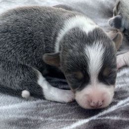 Girl 3 - Gray and white female American Corgi puppy in Scottown, Ohio from Wyndy Ridge Corgis
