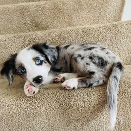 Miniature Australian Shepherd Puppies from Frankenmuth Mini Aussies