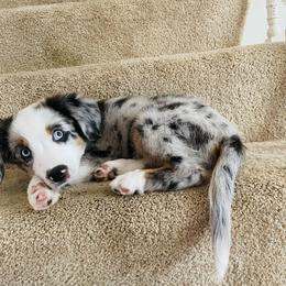Miniature Australian Shepherd Puppies from Frankenmuth Mini Aussies