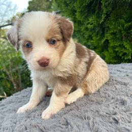 Nugget - Red merle female Miniature Australian Shepherd puppy in Alabama from SBA Aussies