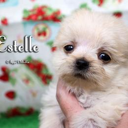 Estelle - Cream female Mi-Ki puppy in Elizabeth, Colorado from Royal T Mi-Kis