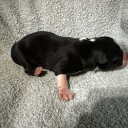 Nancy - Black tri-color female Australian Shepherd puppy in Saint Maries, Idaho from North Idaho Aussies