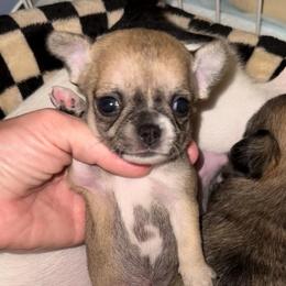 Beverly Hills - Fawn female Chihuahua puppy in Spring Hill, Florida from Stardom Chihuahuas & CKCS