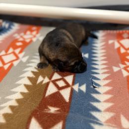German Shepherd Puppies from Smithcoshepherds
