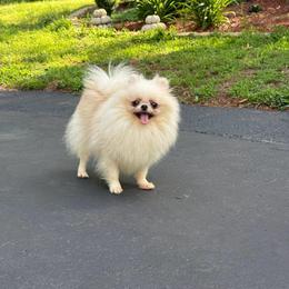 Senya - Pomeranian