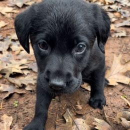 Sage - Black female Labrador Retriever puppy in Grants Pass, Oregon from KnR Antler Dogs