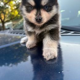 Smoki - Black and white female Pomsky puppy in Valparaiso, Indiana from Valparaiso Pomskys
