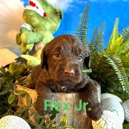 Rex - Chocolate male Labradoodle puppy in Chelan, Washington from North Cascades Doodles