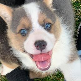American Corgi and Pembroke Welsh Corgi Puppies from Morse Corgis