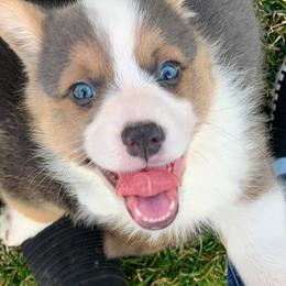 American Corgi and Pembroke Welsh Corgi Puppies from Morse Corgis