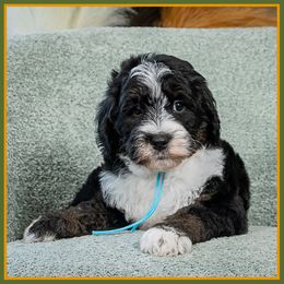 Dylan - Tri-color male Bernedoodle puppy in Connersville, Indiana from Deaz Doodle Ranch