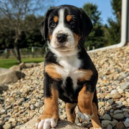 Purple Girl (Fern) - Black, white and red female Greater Swiss Mountain Dog puppy in Edinboro, Pennsylvania from Greater Swiss of Whitetail Acres