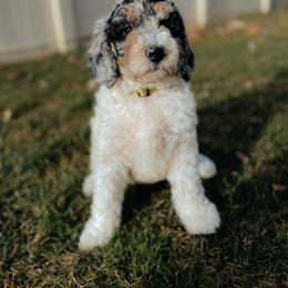 Miss Piggy - Merle female Goldendoodle puppy in Caldwell, Idaho from Boise Doodle Co.