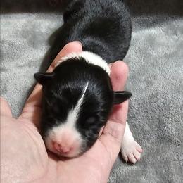 Black - Black and white female Border Collie puppy in Springtown, Texas from CRL Farms