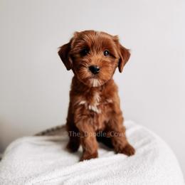 Horseshoe - Red  male Goldendoodle puppy in Syracuse, Indiana from The Doodle Cove