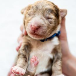 Goldendoodle and Golden Mountain Doodle Puppies from Howard Hills Doodles