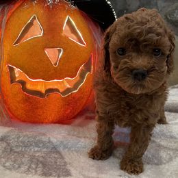 Goldendoodle Puppies from Oregon Doodle
