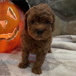 Goldendoodle Puppies from Oregon Doodle