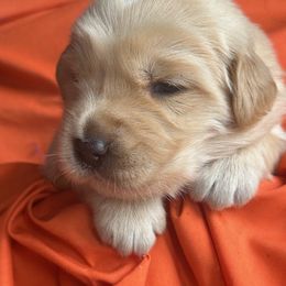 Golden Retriever Puppies from Chevaline Goldens