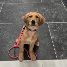 Border Collies and Golden Retrievers from Sona Kennels