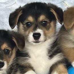 Pretty Good Boy Love You - Black and tan male Pembroke Welsh Corgi puppy in Blaine, Tennessee from Rose Brier Pembroke Welsh Corgis