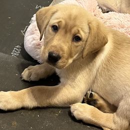 Labrador Retriever Puppies from Sycamore Kennels