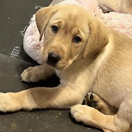 Labrador Retriever Puppies from Sycamore Kennels