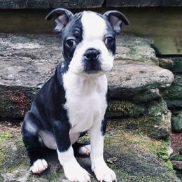 Boston Terriers from Charlie’s Pride