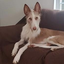 Ibizan Hounds from Notanuff Ibizans