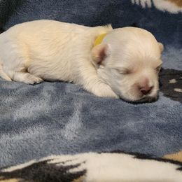 Yellow - Cream female Maltipoo puppy in Louisiana from Mias Bayou Puppies, LLC