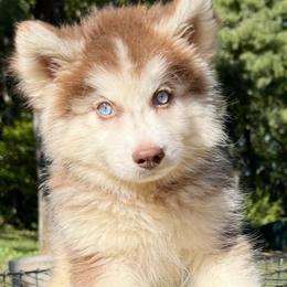 Boy 2 - Red and white male Siberian Husky puppy in Woodlawn, Virginia from Delta Huskies