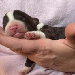 Summer - White and red female Bordoodle puppy in Canfield, Ohio from Poo's Doo's & Inu's