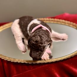 Vixen - Parti female Labradoodle puppy in Candler, North Carolina from Maple Bakin’ Doodles