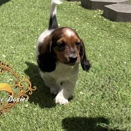 Dachshund Puppies from Queen Bee Doxies