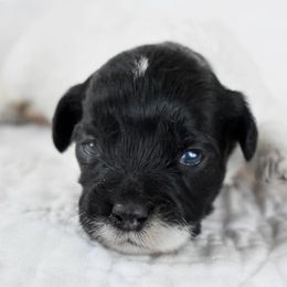 Swing - Black and white male Cockapoo puppy in Ellensburg, Washington from Dawn to Dusk Cockapoos