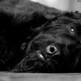 Giant Schnauzers and Whippets from Amy Reynolds's Giant Schnauzers and Whippets