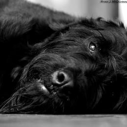 Giant Schnauzers and Whippets from Amy Reynolds's Giant Schnauzers and Whippets