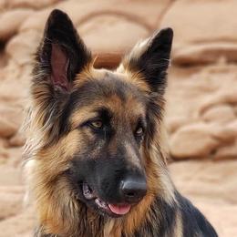 German Shepherds from Beacham Ranch