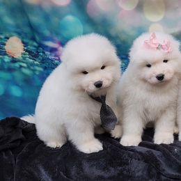 Samoyed Puppies from Limelight Samoyeds