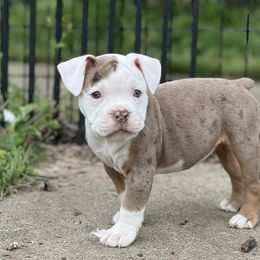Violet - Fawn and white Olde English Bulldogge puppy in Camdenton, Missouri from Mule Pool Olde English Bulldogges