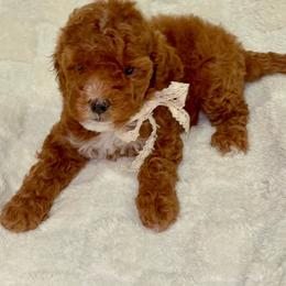 Minnie - Red  female Goldendoodle puppy in Mesa, Arizona from AZ River Doodles