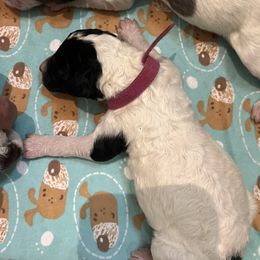 Pink collar girl - female Newfypoo puppy in Fairfield, California from Twin Sisters Doodles