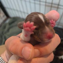 Sophia - Chocolate and tan female Dachshund puppy in Blanchard, Oklahoma from Dusty Road Doxies