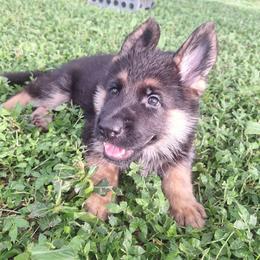 Julie vom LegendLand - Black and red female German Shepherd puppy in Hillsborough County, Florida from Vom Legend Land